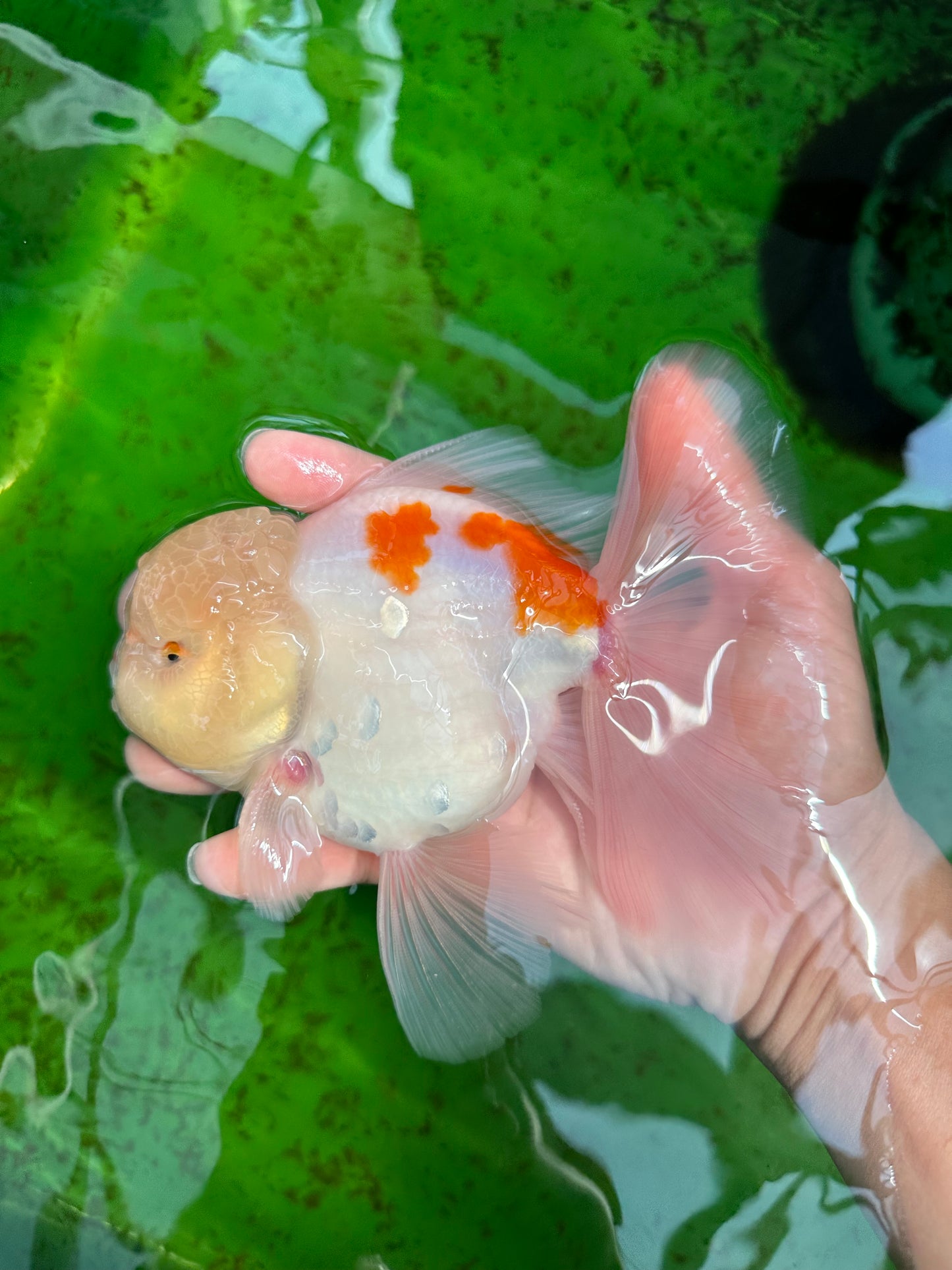 Sakura Oranda macho de color naranja y blanco de grado AAA de 6 pulgadas n.° 0920OR_18