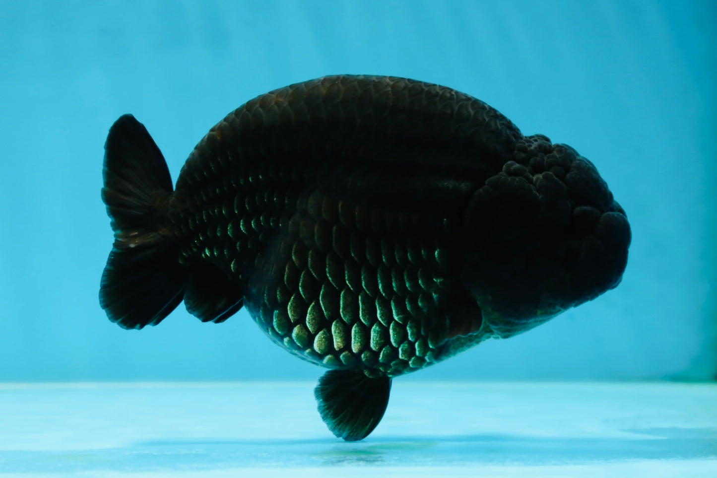 AAA Grade RARE Strong Body Structure Godzilla Black LionQueen 5 inches #051625LC_07