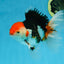 A Grade Tricolor Oranda Male 5-5.5 inches #082225OR_19