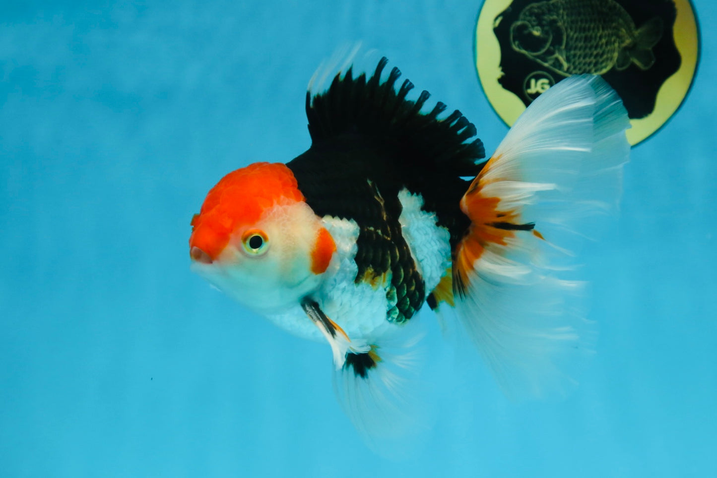 A Grade Tricolor Oranda Male 5-5.5 inches #082225OR_19