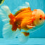 FLUFFY AAA Grade Red White Oranda Male 7.5 inches #080726OR_03