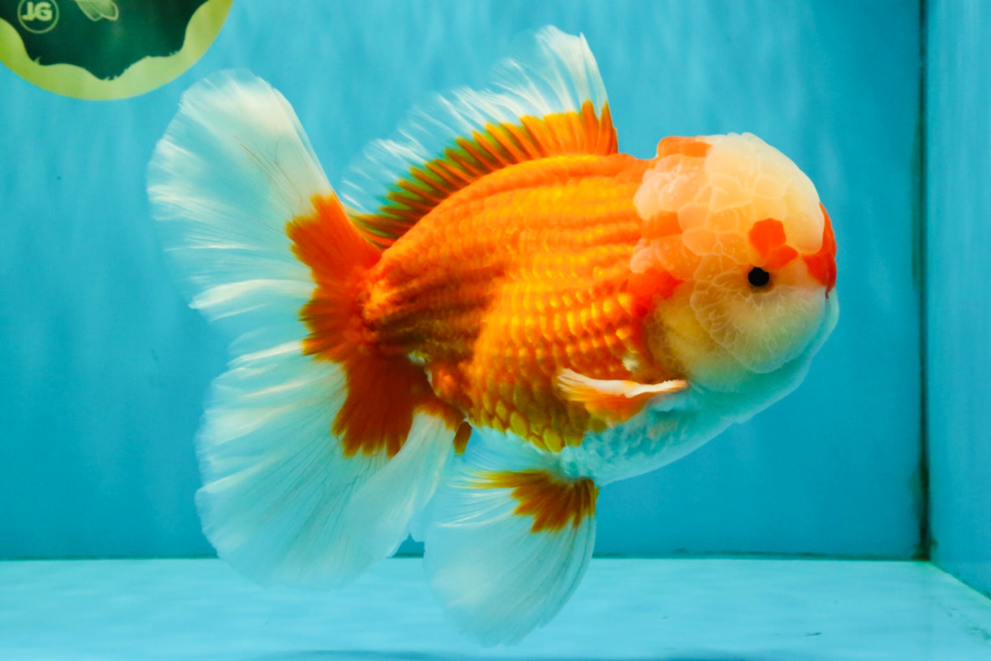 FLUFFY AAA Grade Red White Oranda Male 7.5 inches #080726OR_03