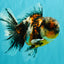 AAA Grade Calico Oranda Male 5 inches #070626OR_06