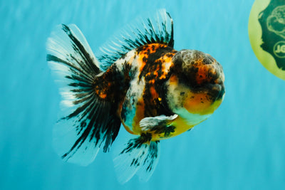 AAA Grade Calico Oranda Male 5 inches #070326OR_06