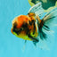 A Grade Calico Oranda Male 6.5-7 inches #082126OR_14
