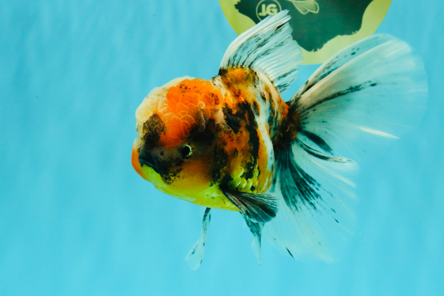 A Grade Calico Oranda Male 6.5-7 inches #082126OR_14