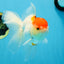 A Grade Red White Oranda Female 6 inches #071125OR_06