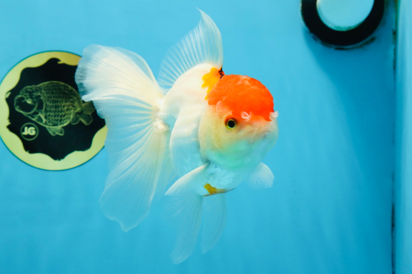 A Grade Red White Oranda Female 6 inches #071125OR_06