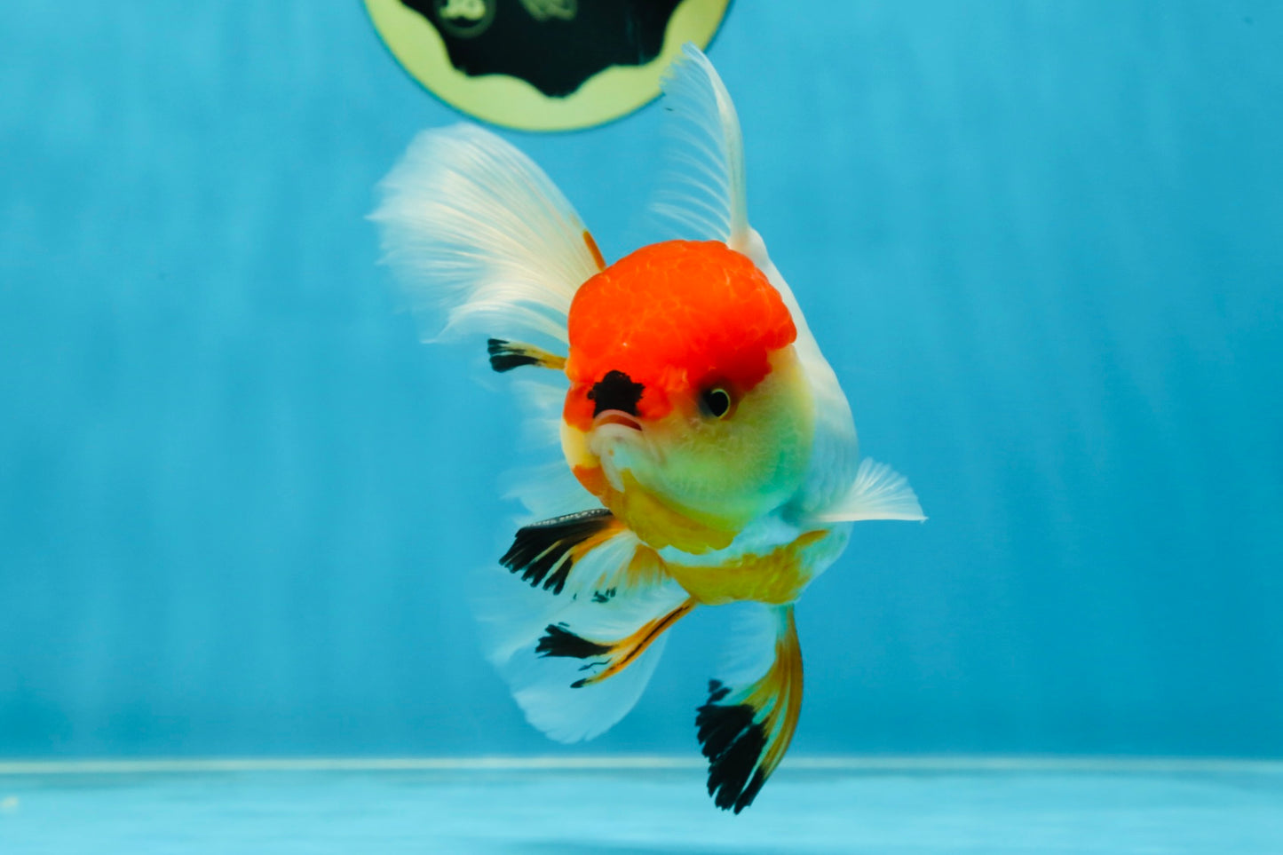 A Grade Tricolor Oranda Male 5-5.5 inches #060625OR_14