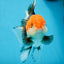 A Grade Tricolor Oranda Female 5-5.5 inches #080825OR_12