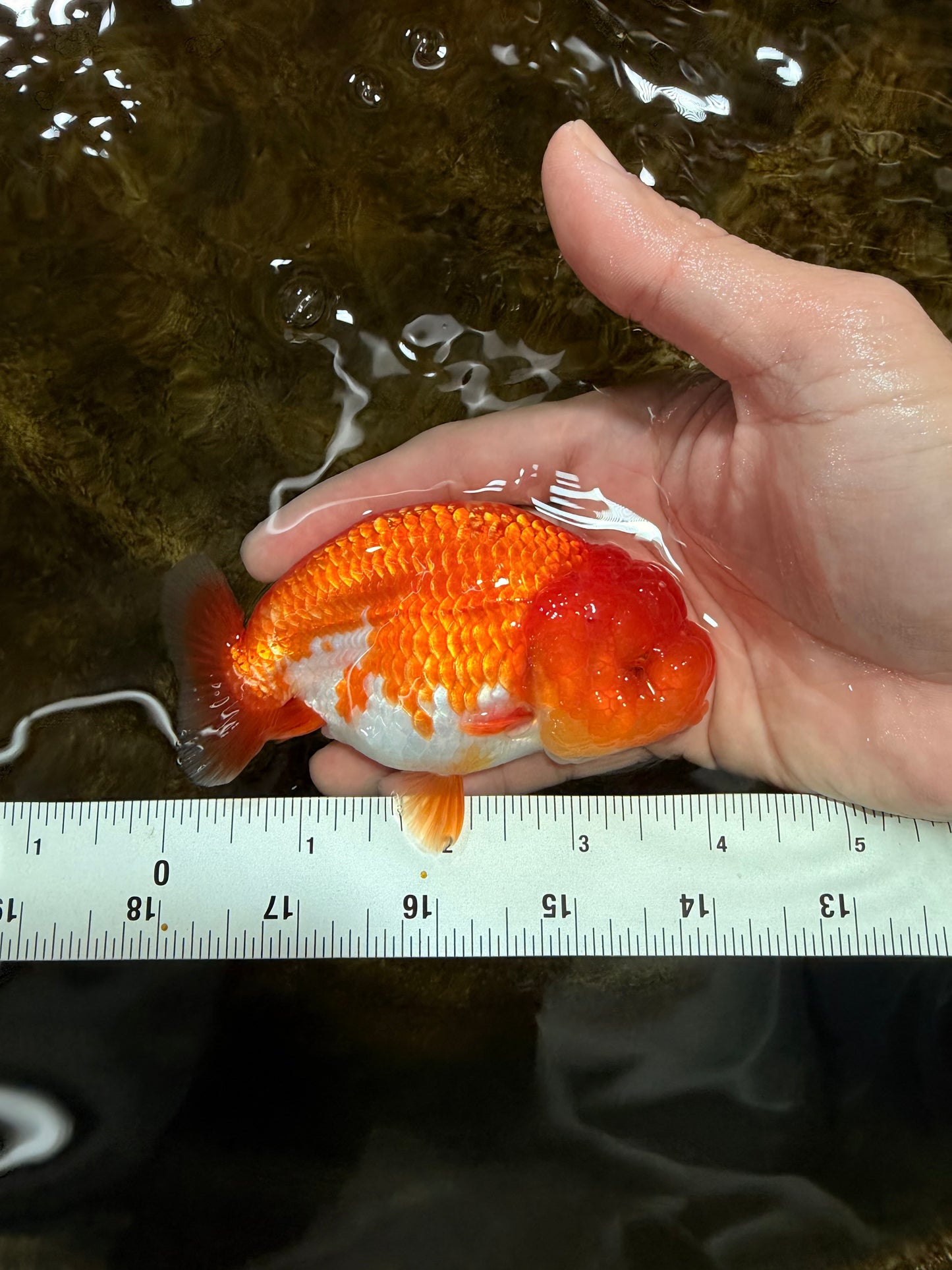 A Grade Red White LionQueen 4 inches #112125LC_14