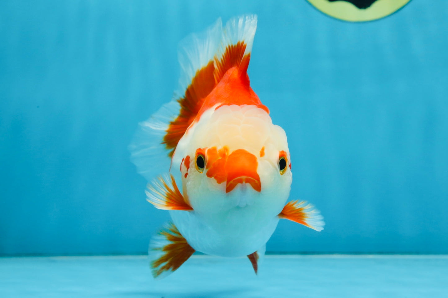 Red White Yuanbao Female 5 inches #091925YB_21