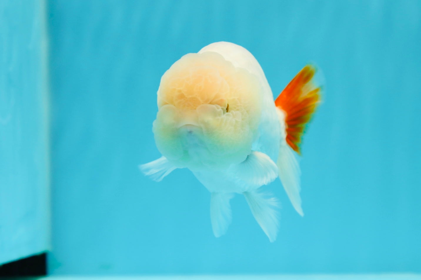 🍋 Red White Lemonhead Lionchu Male 4.5-5 inches #0524LC_15
