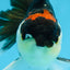 A Grade Tricolor Button Eyes Oranda Male 5.5 inches #080825OR_06