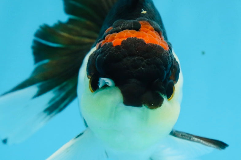 A Grade Tricolor Button Eyes Oranda Male 5.5 inches #080825OR_06