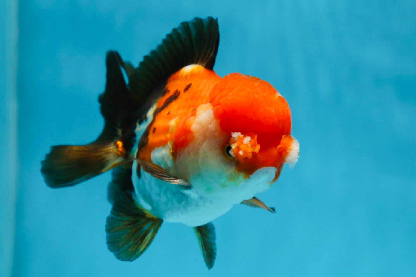 A Grade PomPom Tricolor Yuanbao Male 4-4.5 inches #060625YB_08