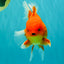 A Grade Strong Body Structure Red White Oranda Male 5-5.5 inches #062626OR_27