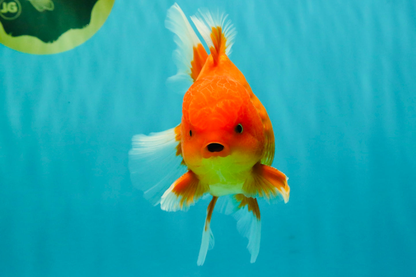 A Grade Strong Body Structure Red White Oranda Male 5-5.5 inches #062626OR_27