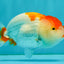 SUPER CUTE A Grade Red White LionQueen 4-4.5 inches #050826LC_14
