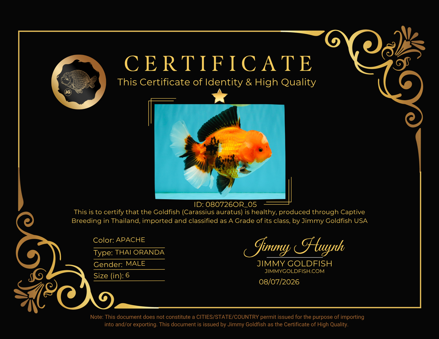 A Grade Apache Oranda Male 6 inches #080726OR_05