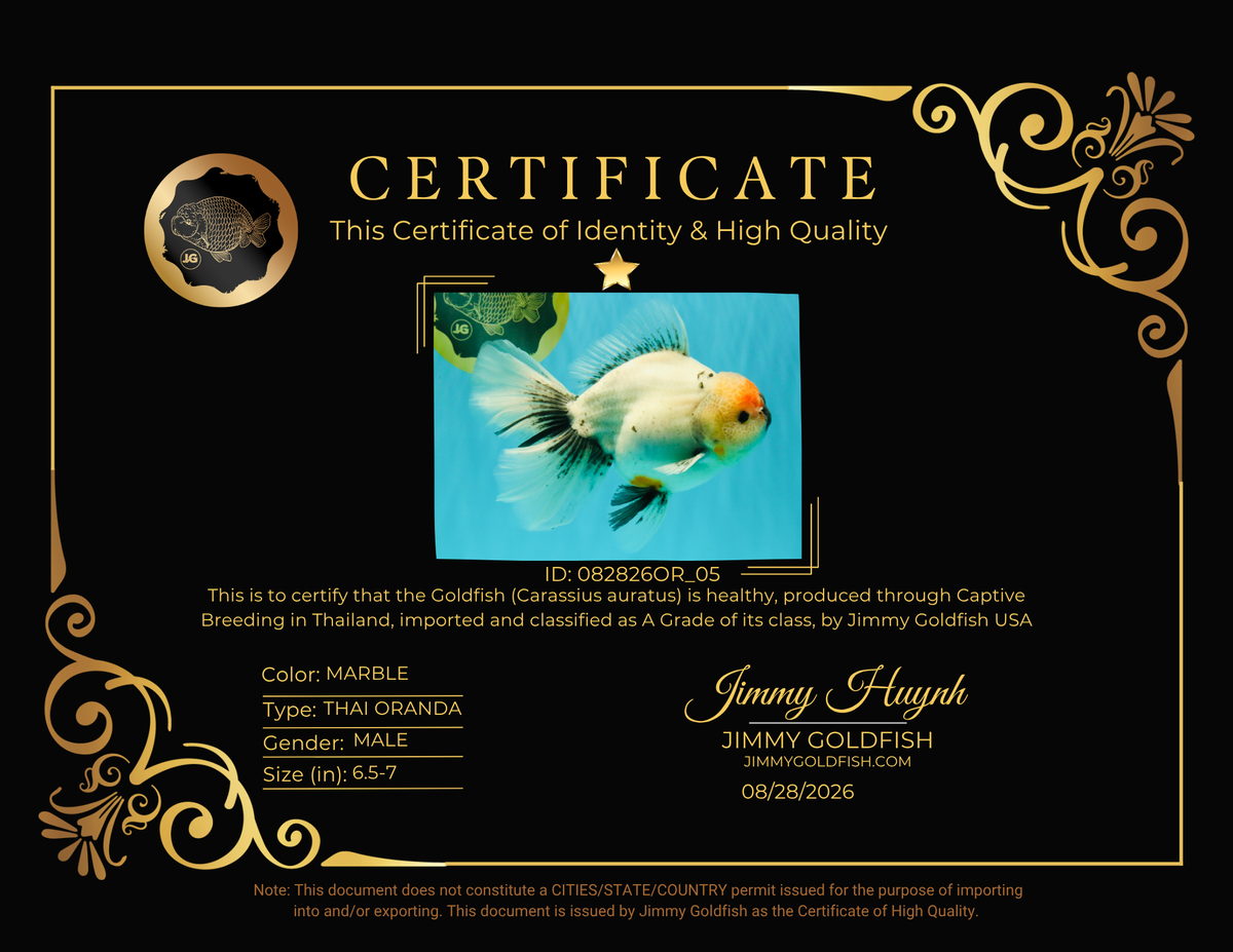 SPECIAL A Grade Red Head Marble Oranda Male 6.5-7 inches #082826OR_05