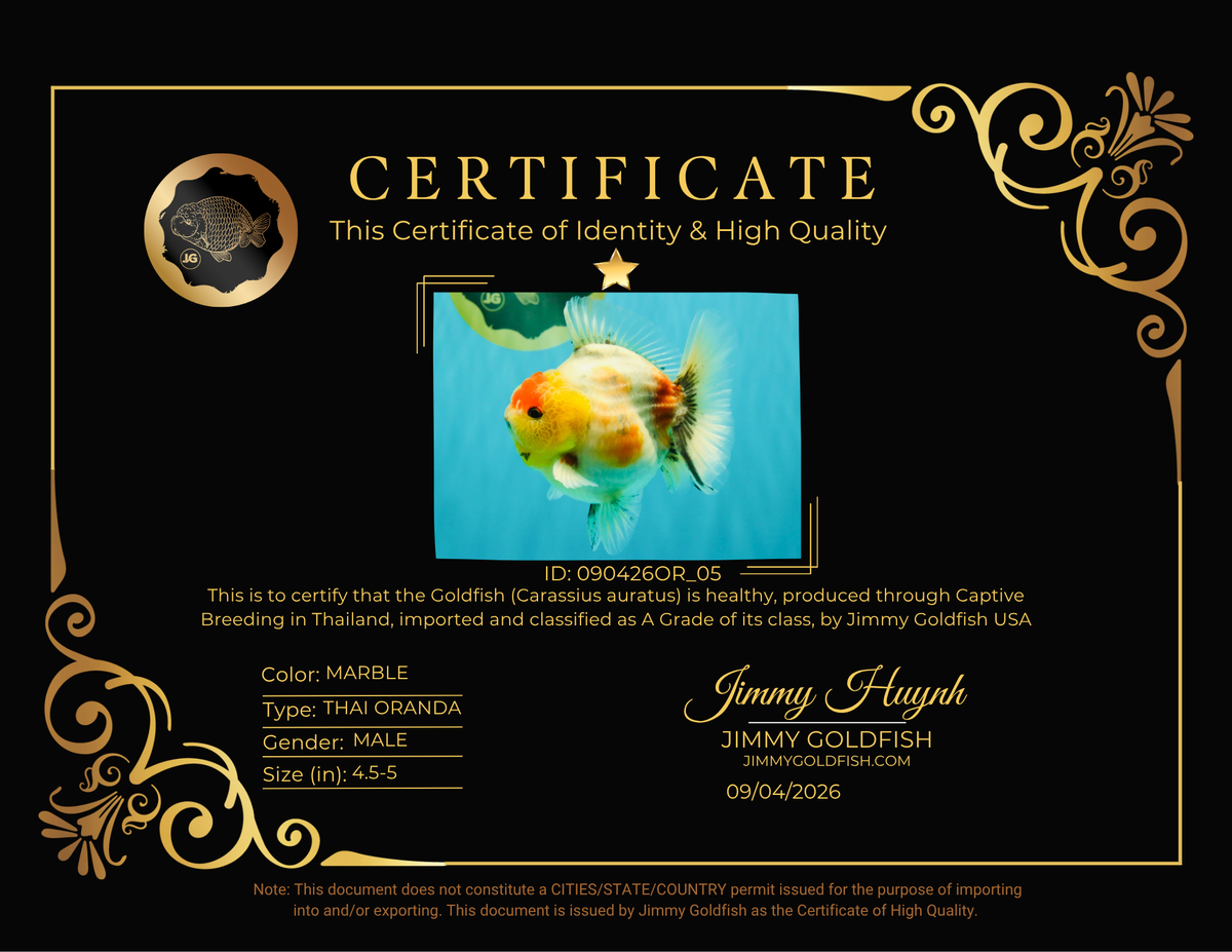 UNIQUE A Grade Marble Red Head Oranda Male 4.5-5 inches #090426OR_05