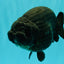 JAMES BOND AAA Grade Black Ranchu Female 6 inches #100926RC_34