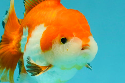 FLUFFY TAIL A Grade Red White Oranda Male 5.5 inches #042426OR_06