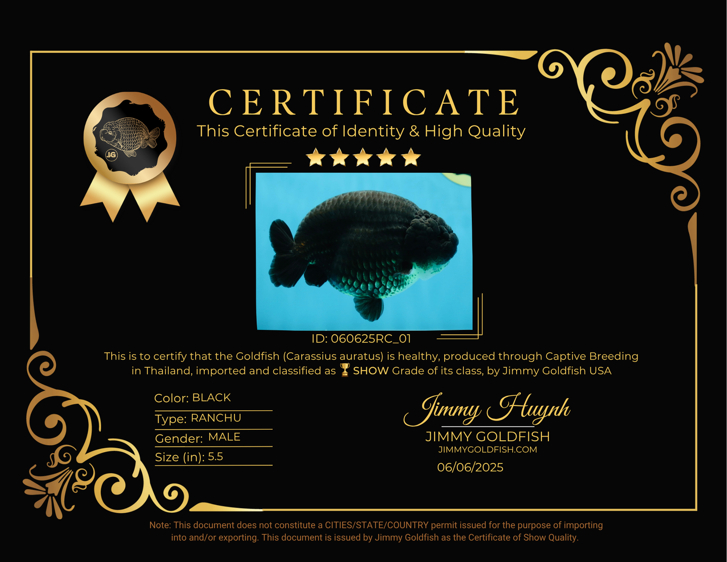 SHOW GRADE Black King Kong Strong Body Structure Ranchu Male 5.5 inches #060625RC_01