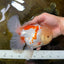 AAA Grade SUNNY Red White Oranda Male 6 inches #082925OR_12