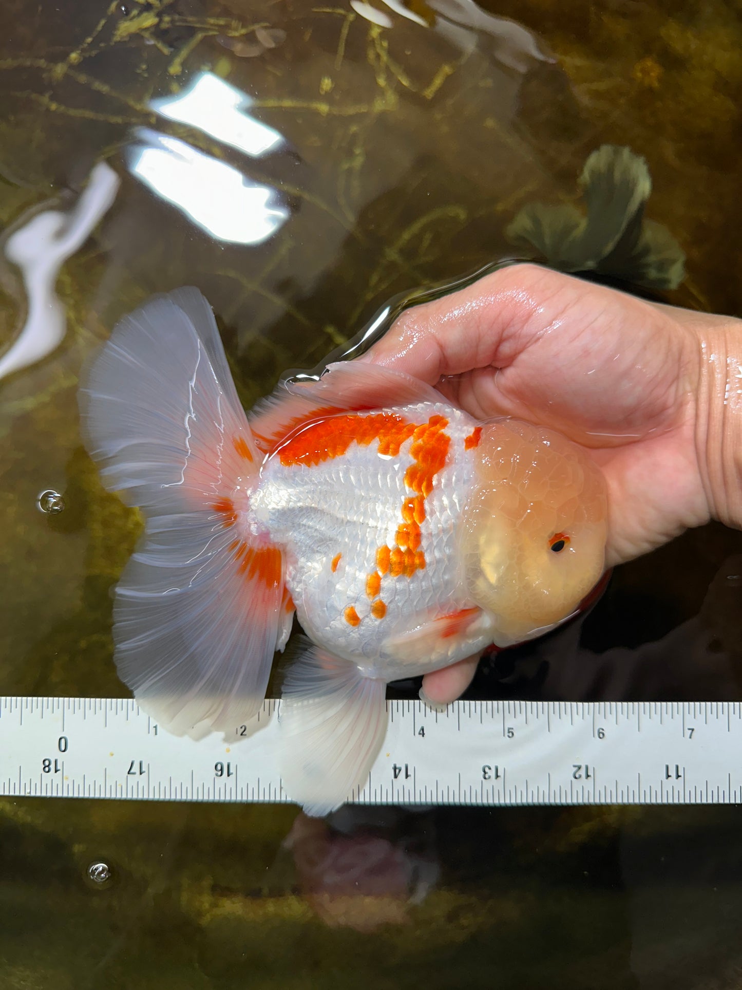 AAA Grade SUNNY Red White Oranda Male 6 inches #082925OR_12