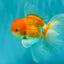 A Grade Red White Oranda Male 5.5 inches #081426OR_08