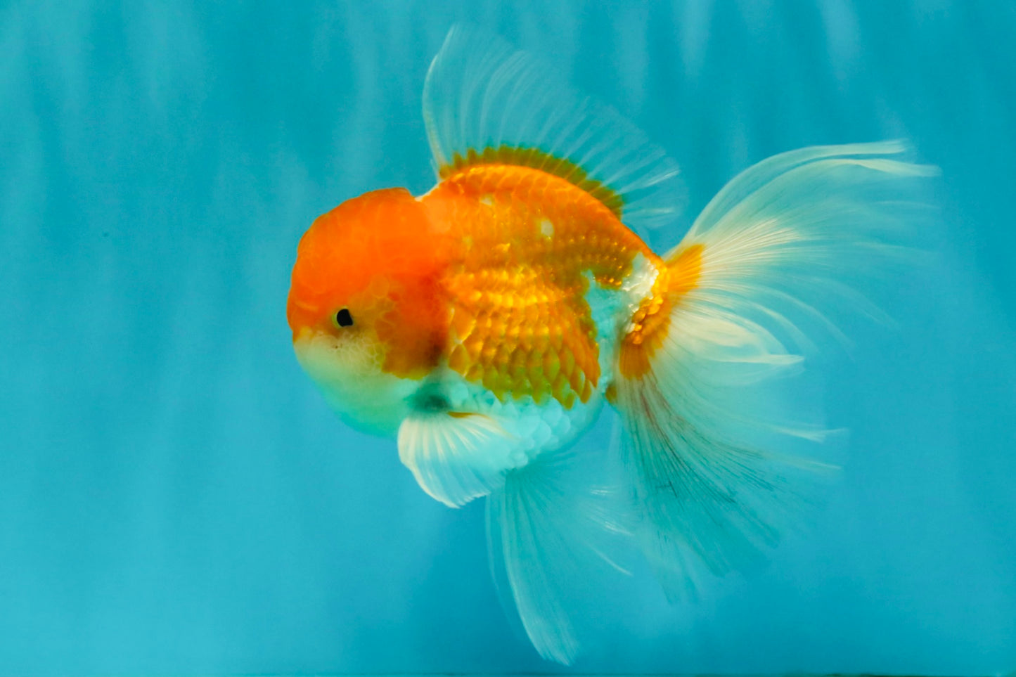 A Grade Red White Oranda Male 5.5 inches #081426OR_08
