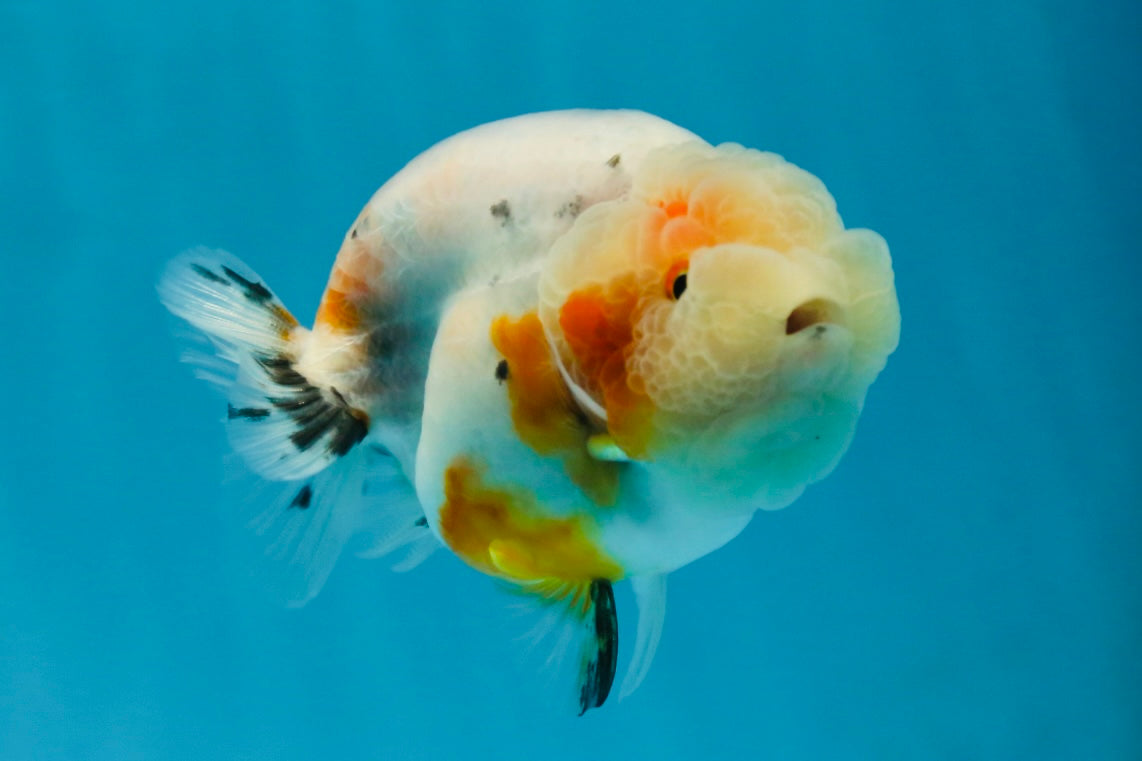 A Grade Calico LionQueen 3.5 inches #051625LC_04