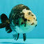 Ink Chinese Ranchu Male 5.5-6 inches #050826RC_13