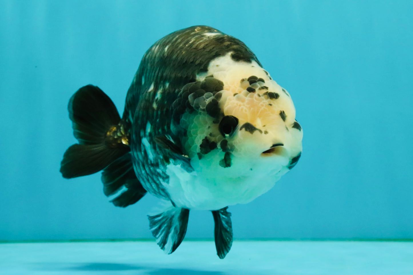 Ink Chinese Ranchu Male 5.5-6 inches #050826RC_13