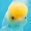 A Grade White Oranda Female 6 inches #070425OR_19