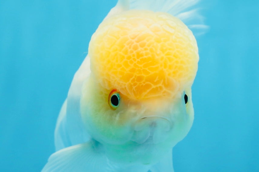 A Grade White Oranda Female 6 inches #070425OR_19