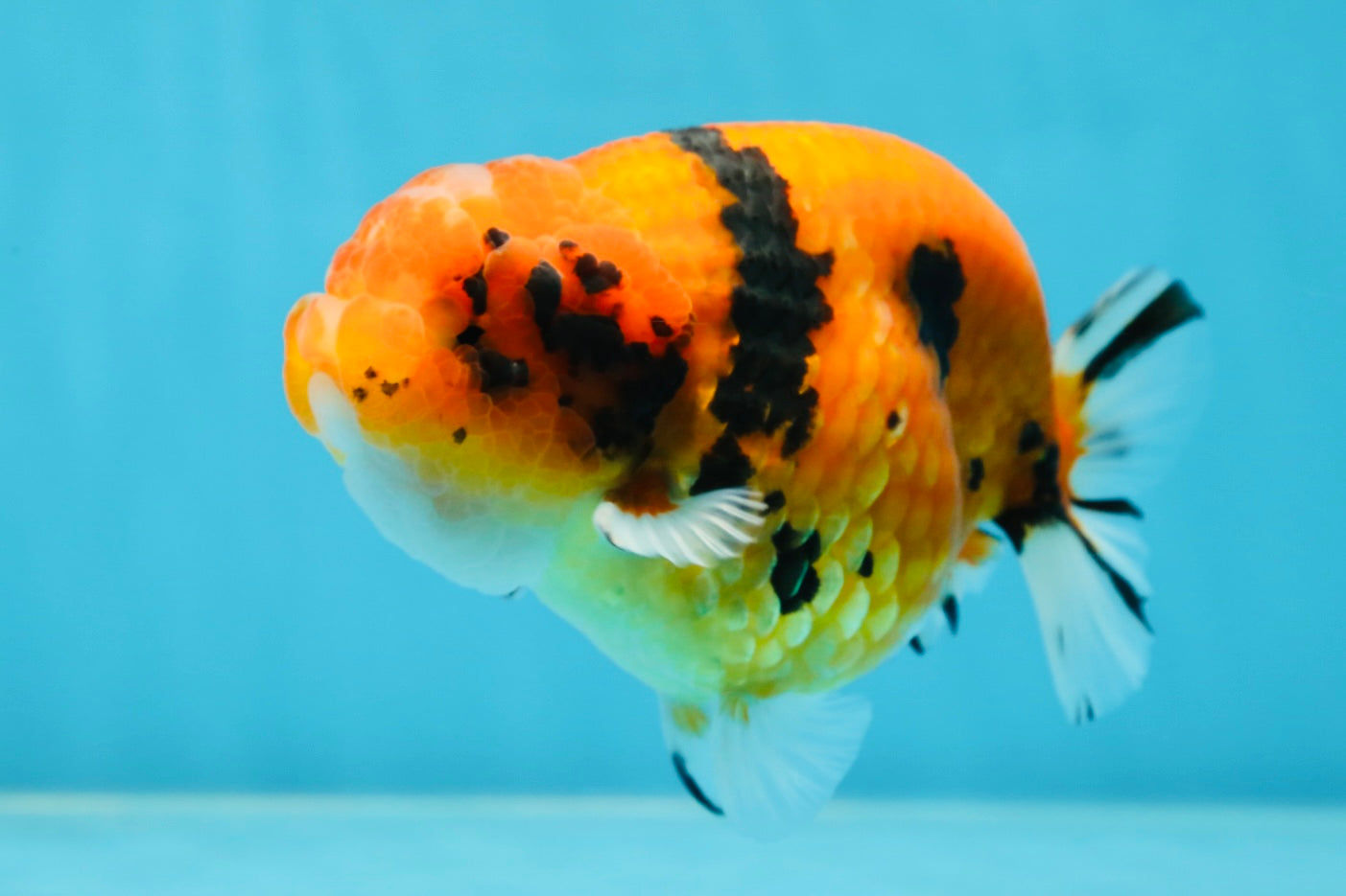 AAA Grade Tiger LionKing 4.5 inches #060625LC_04