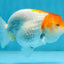 A Grade Chubby Orange White LionQueen 4 inches #122724LC_16