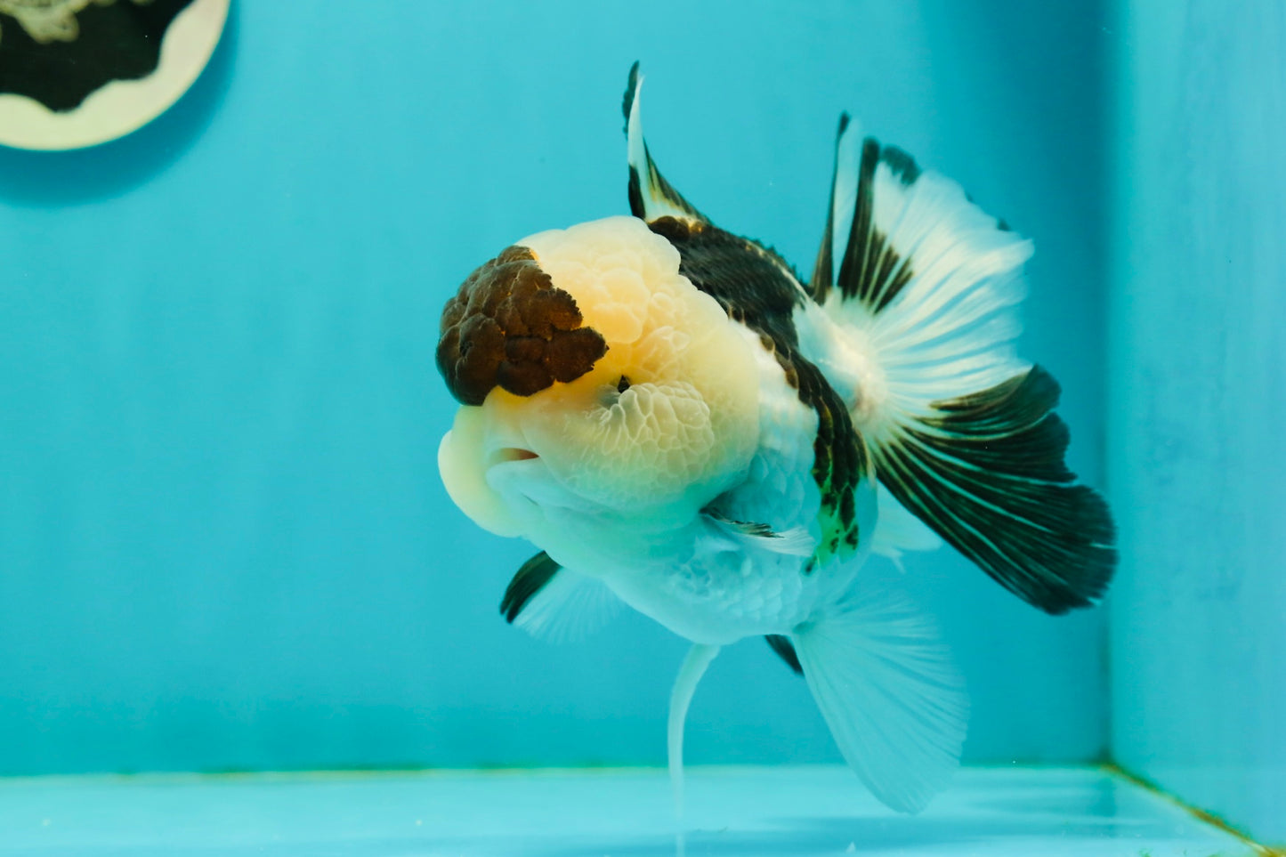 AAA Grade BULLDOG Panda Oranda Female 5-5.5 inches #1018OR_20