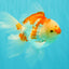 A Grade Red White Oranda Male 6 inches #061926OR_18