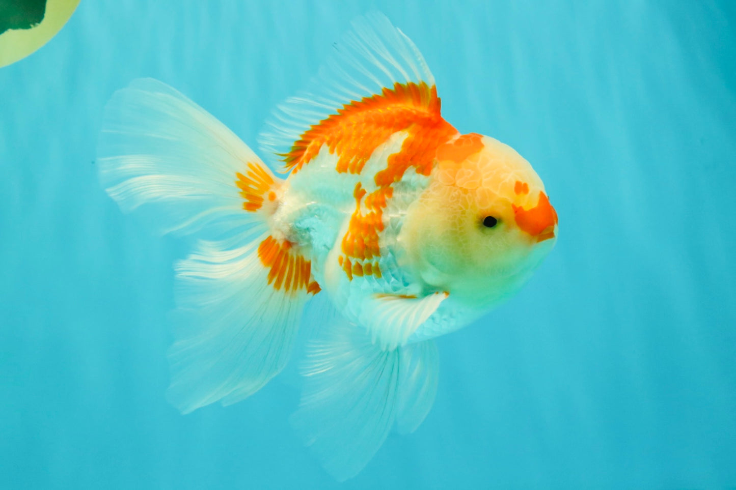 A Grade Red White Oranda Male 6 inches #061926OR_18
