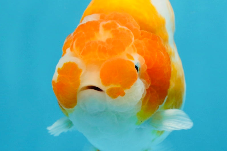 A Grade Sakura LionKing 4.5 inches #052325LC_13