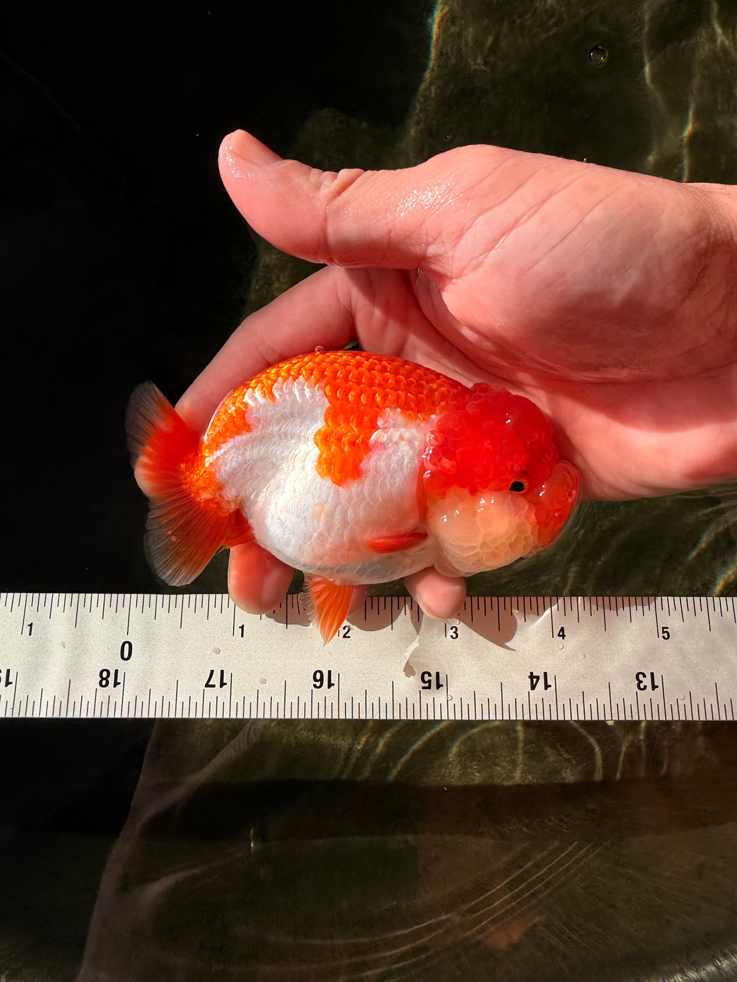 TOMATO A Grade Red White LionQueen 4-4.5 inches #032726LC_17