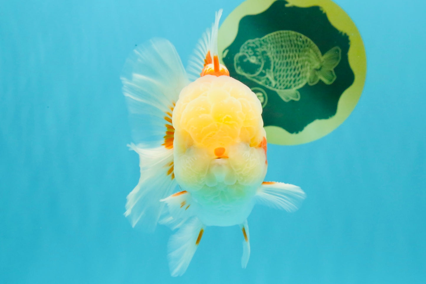 AAA Grade Polkadot Red White Oranda Male 6-6.5 inches #030626OR_19