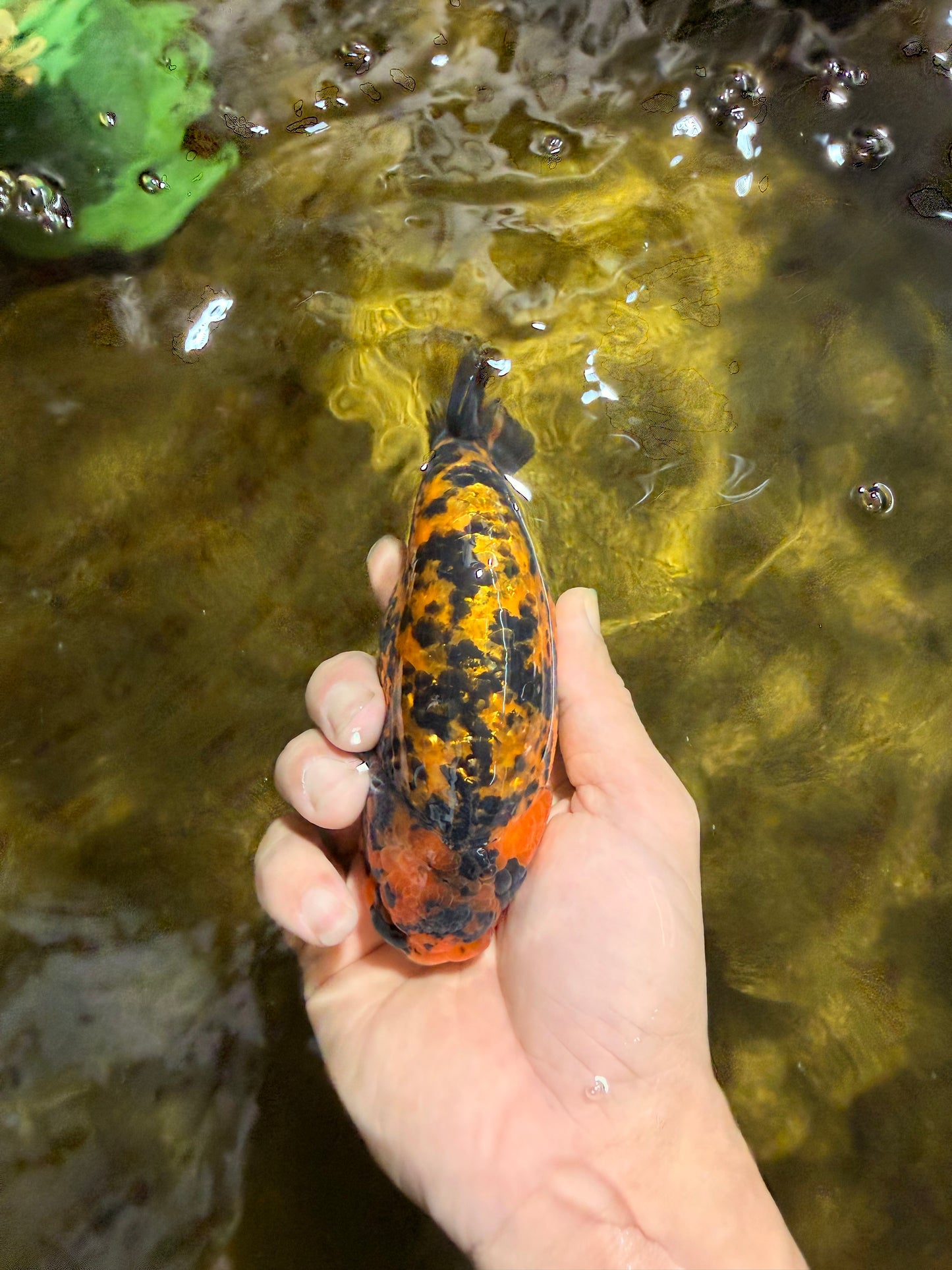 A Grade Tiger LionKing 5 inches #103125LC_14