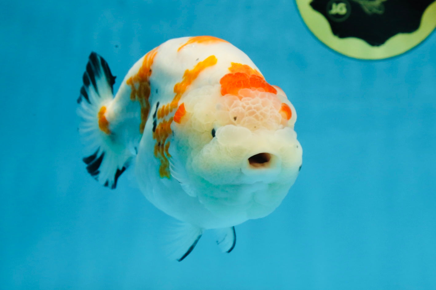 THICK BODY AAA Grade Chinese Kohaku Sakura Ranchu Female 5-5.5 inches #101725RC_16