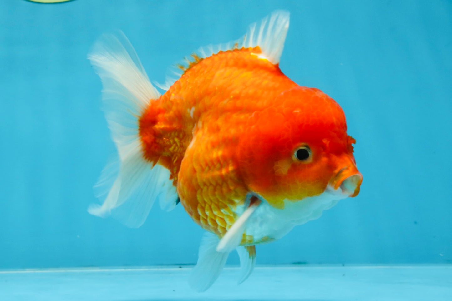 A Grade Red Sakura Yuanbao Male 4.5 inches #103125YB_30