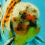Calico Oranda Male 6.5 inches #072426OR_22